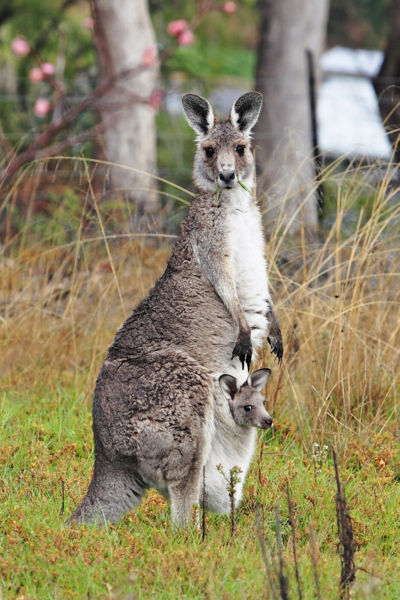 [kangaroo+and+joey.jpg]