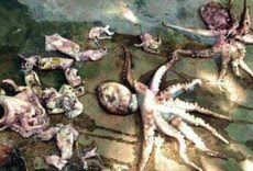 န Octopus found in pond !