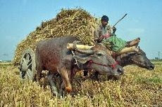 ။ Gazipur, 6 May :