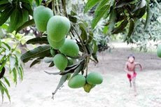 န Malda, 3 May :
