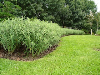 CESPED Y RIEGOS: DISEÑO DE PARQUES Y JARDINES.