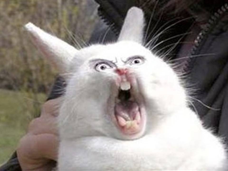 ! RABBIT IN THE WEB ! Rabbit Phobia Teacher