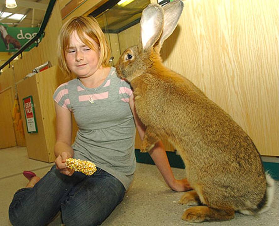 ! RABBIT IN THE WEB ! How to Communicate with a Rabbit