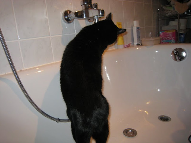 ¿Por qué les gustará tanto a los gatos beber directamente del grifo