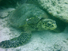 La Tartaruga Amica