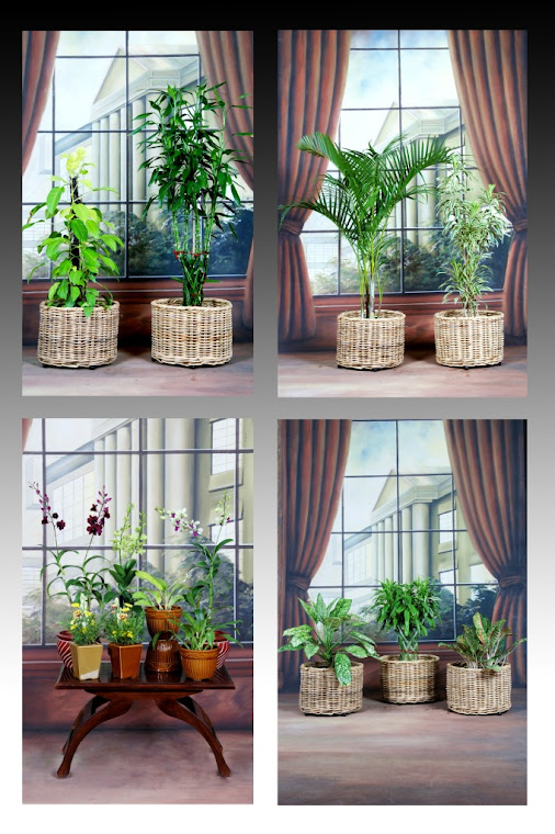 Harga Tanaman Hias Indoor tanamanbaru jpg (506x760)