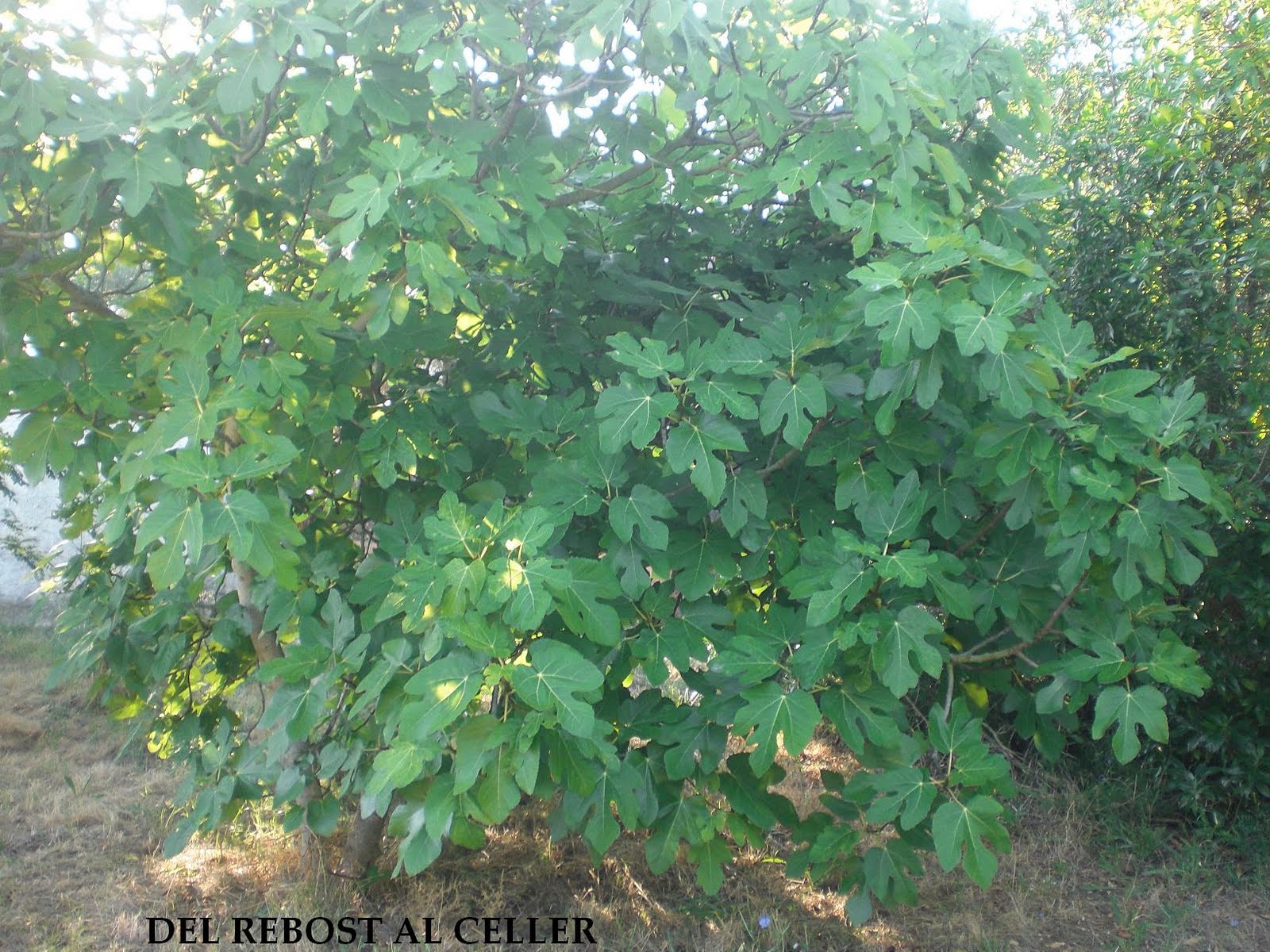 DEL REBOST AL CELLER: LA BACORA