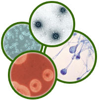 dasar-dasar mikrobiologi | biologipedia
