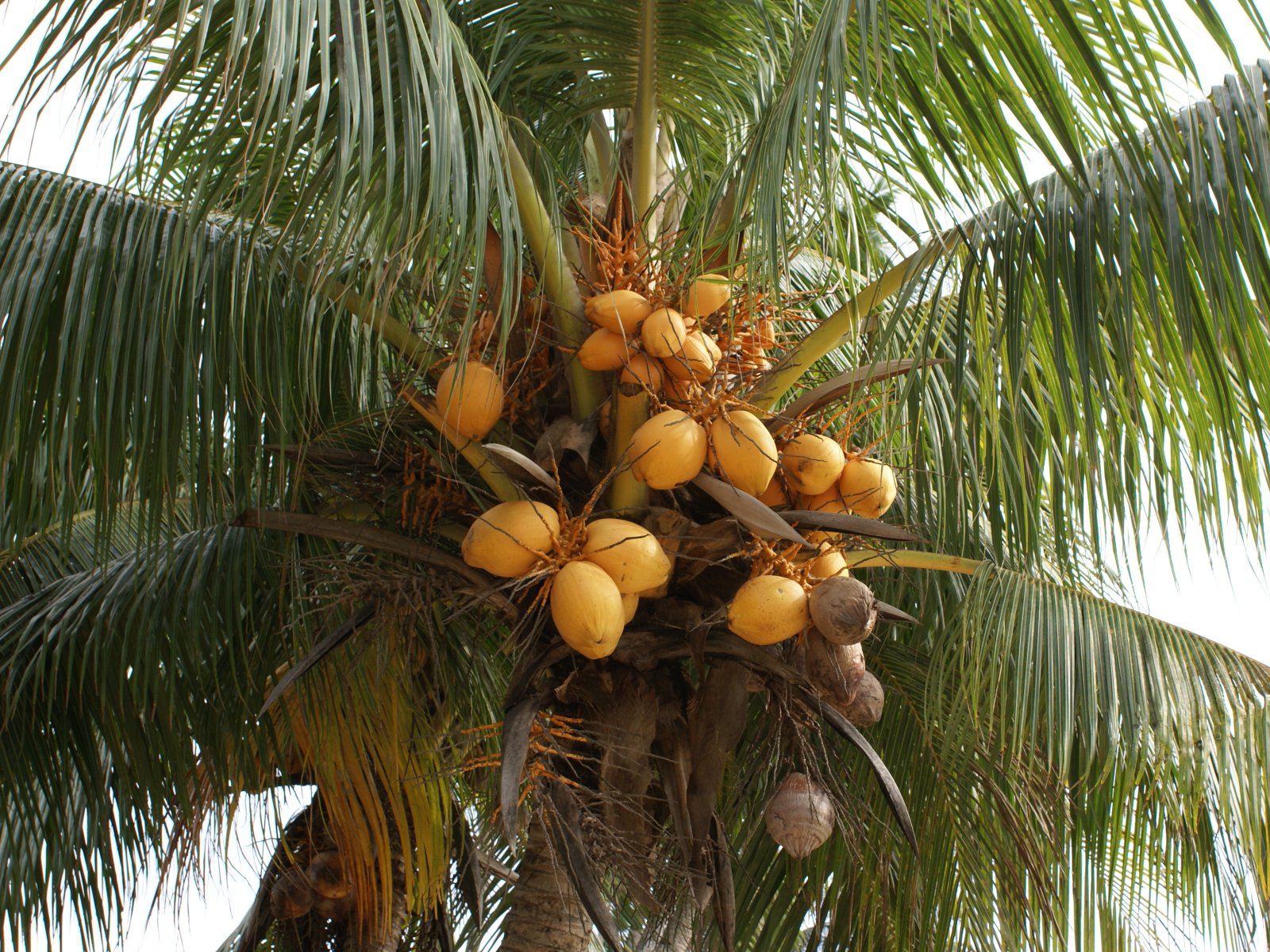 Кокос это ягода или орех. Бертамовая Пальма. Кокос дарахти. Кокосовая Пальма в Индии. Кокос на Бали.