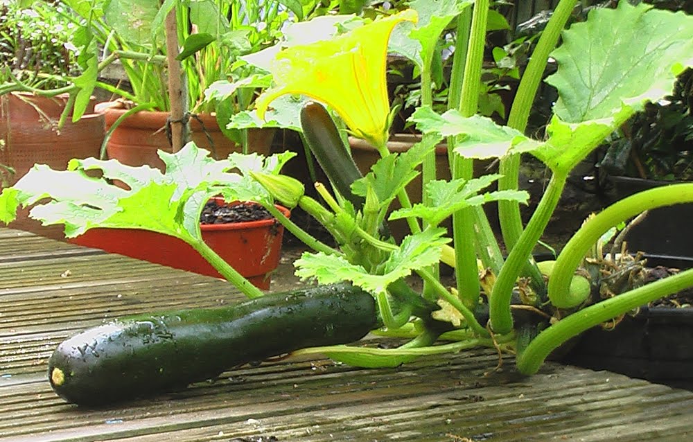 Tooting Foodival August 2010