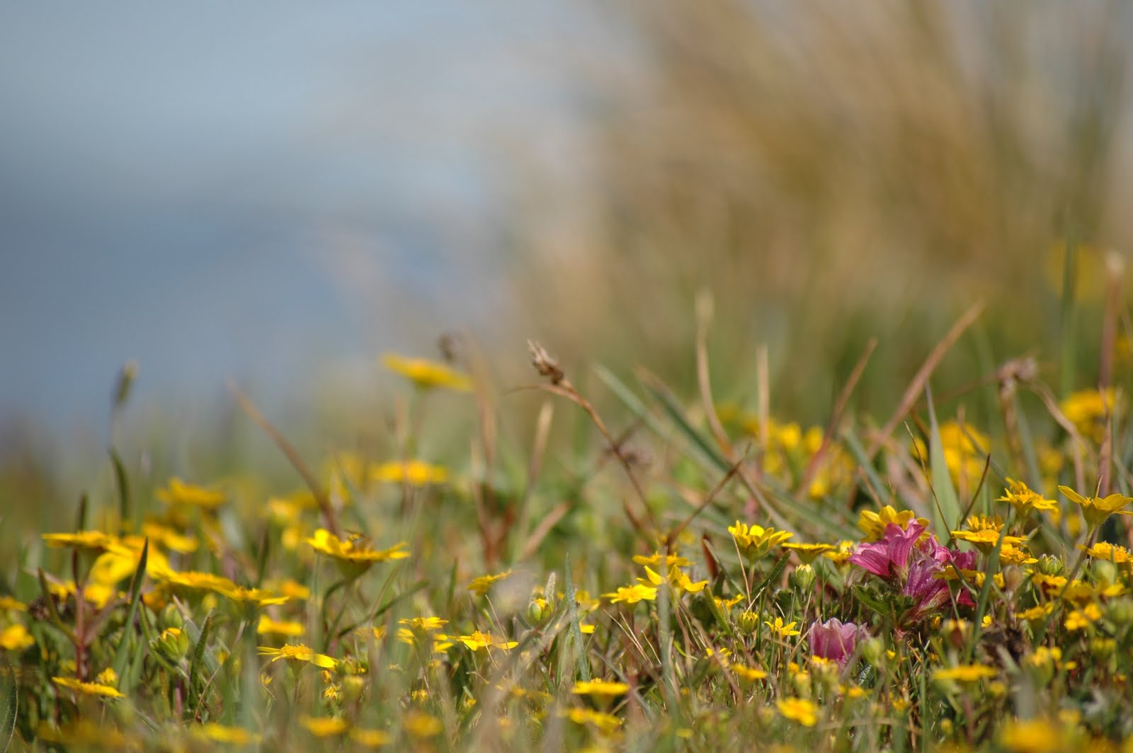 Tales of Adventure of an Ordinary Life: Point Reyes National Seashore