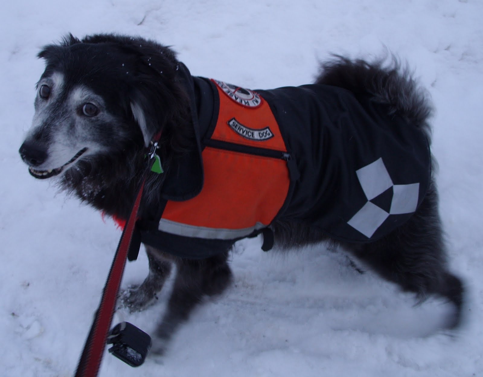 THE AMERICAN CREAM DOG Breeding the American Cream