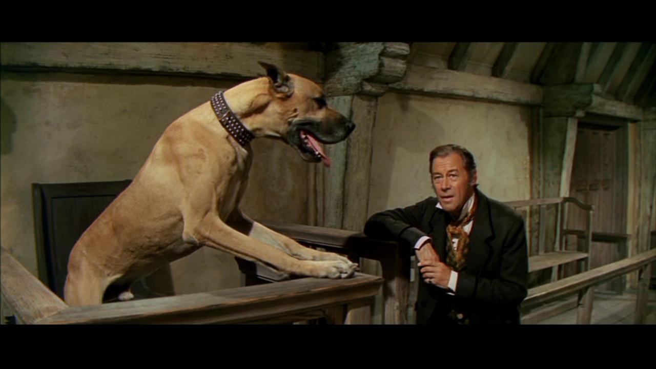 Dr Dolittle questions a dog in court