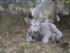 Murray Grey calf