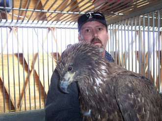 Rescued Bald Eagle is Recovering