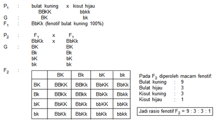 Ciluk Baaa : Biologi : Hereditas ( Hukum Mendel I dan II)