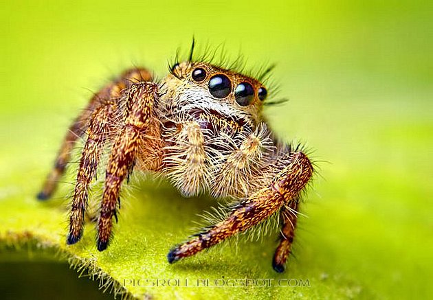 [spider07.jpg]