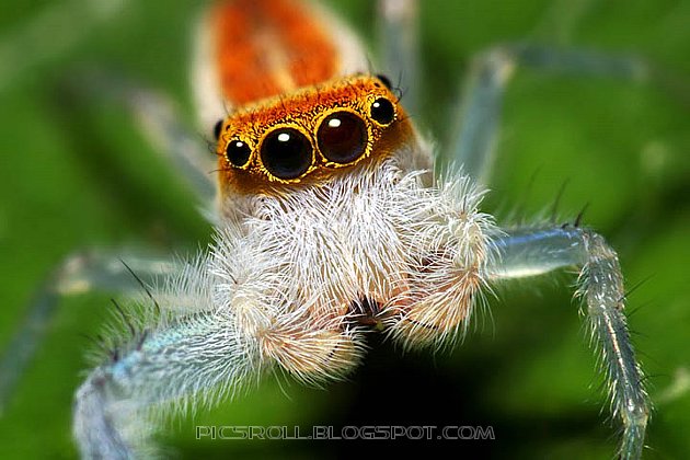[spider04.jpg]