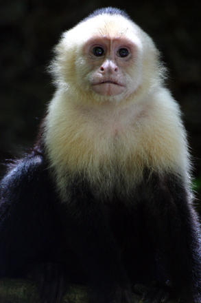 Biodiversidad de Costa Rica: Monos Capuchinos