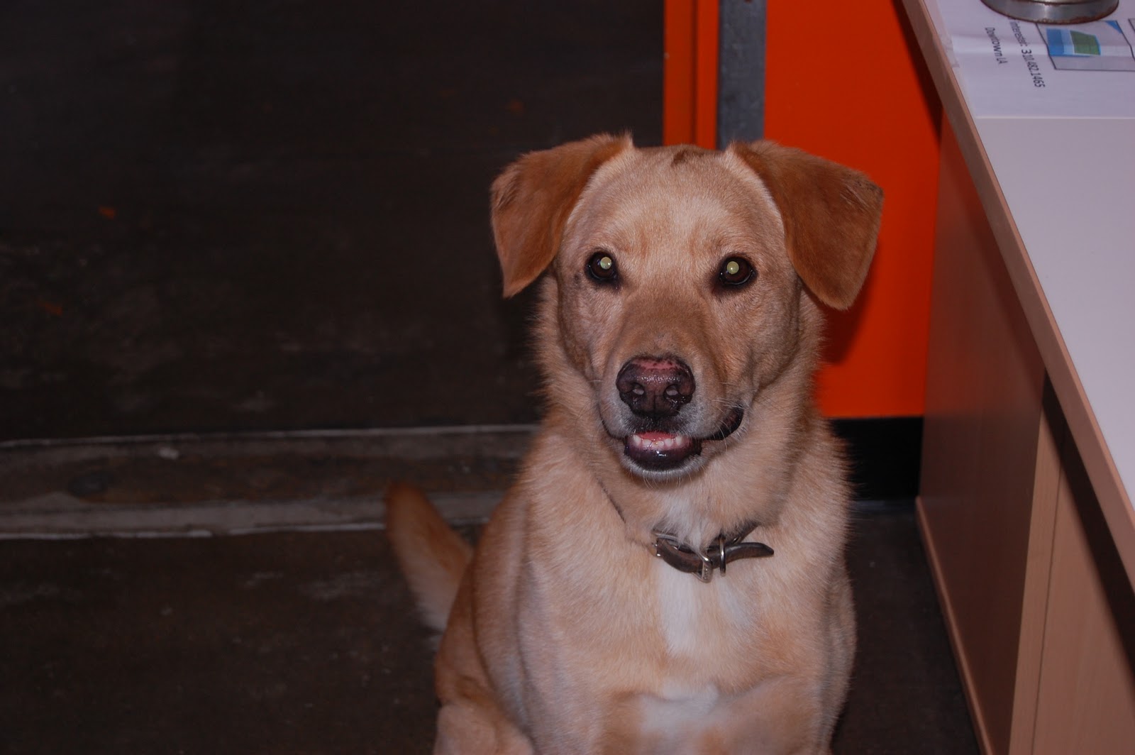 Dogs Of Downtown Bentley Yellow Lab Golden Retriever Mix