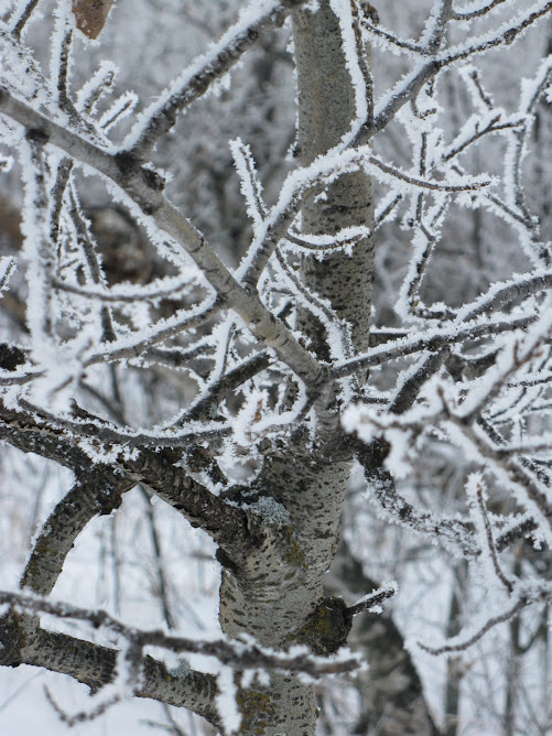 Frost