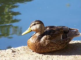 World's most beautiful duck' stands out in OC – Orange County Register