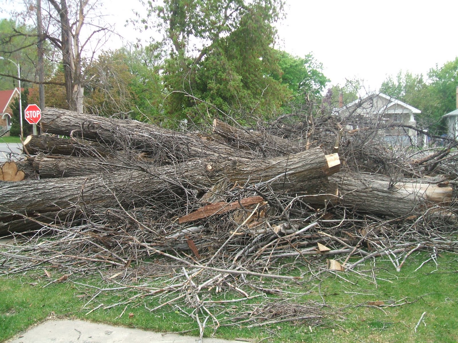 The Nash News: Cutting Down the Old Trees
