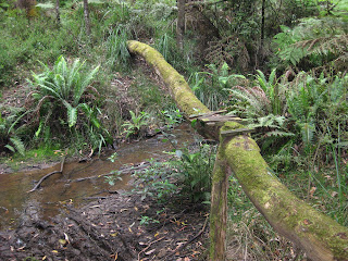Olinda Creek (Short Circuit) - Dandenong Ranges National Park - Kalorama - Victoria Olinda Creek (Short Circuit) - Dandenong Ranges National Park - Kalorama - Victoria