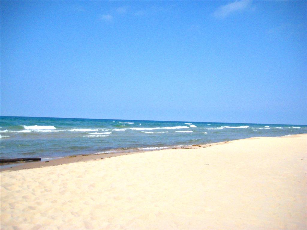 Plants Amaze Me Lake Michigan Beach Fun