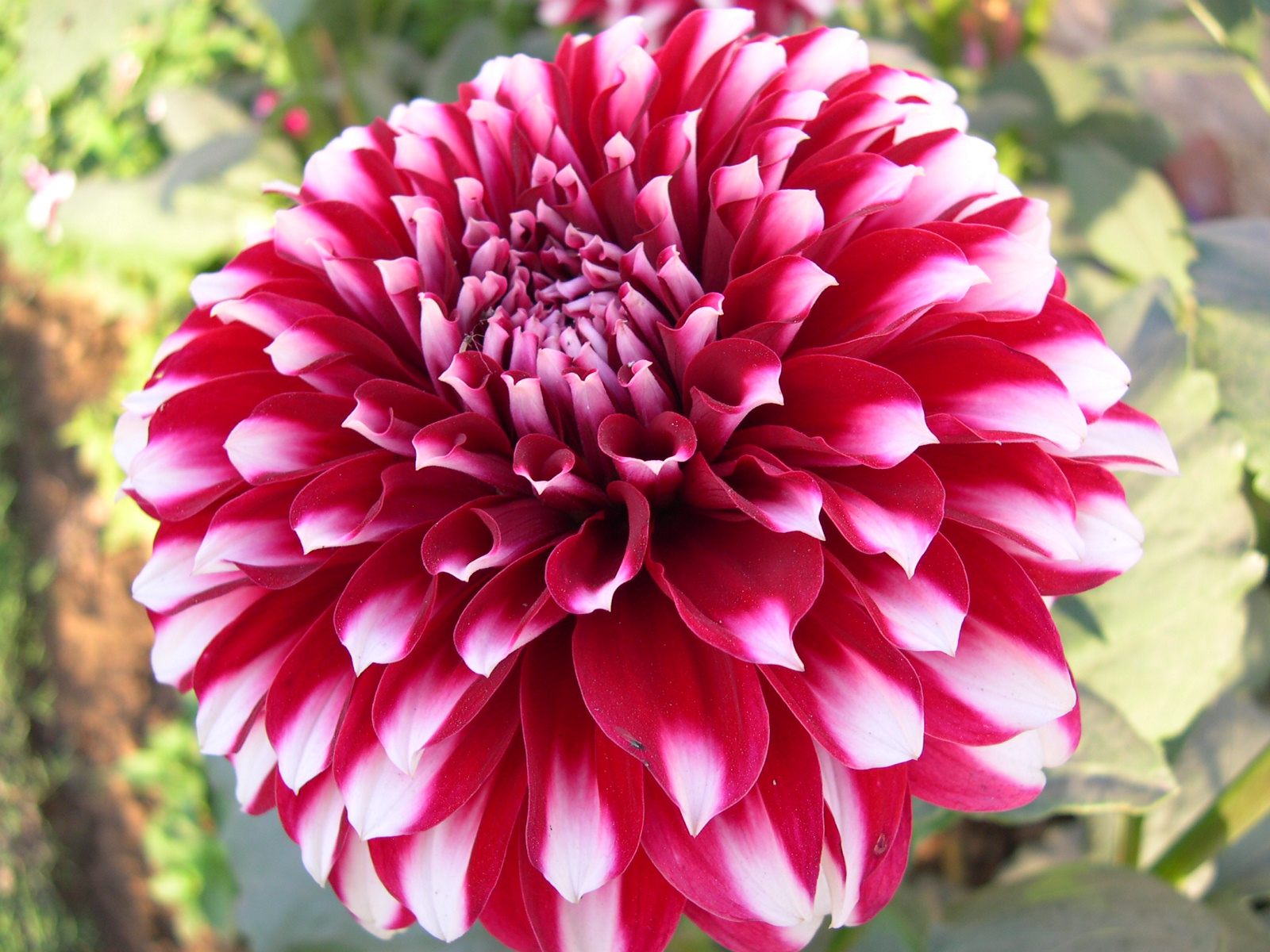 A Delhi Gardener's Blog Winter annuals season Again in Delhi