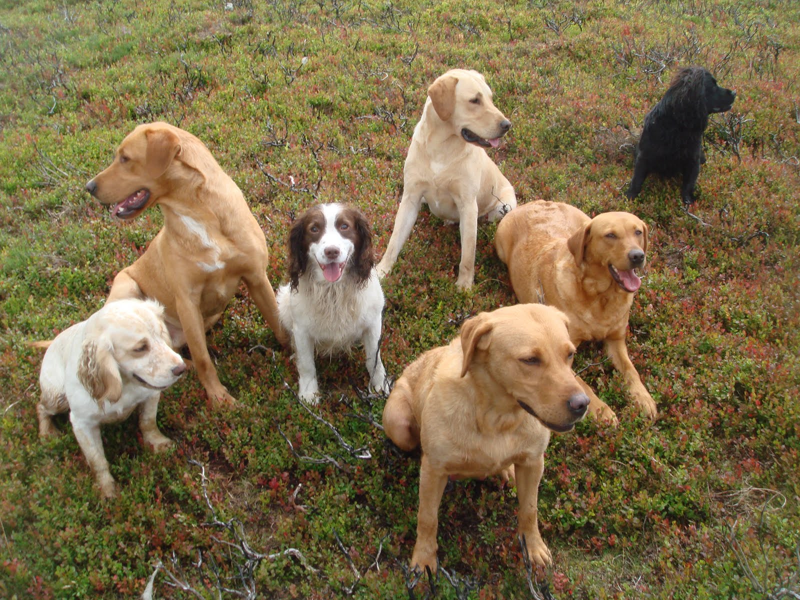 Cuckavalda Gundogs North Yorkshire The Glorious twelfth