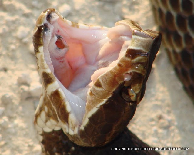 PURE FLORIDA Water Moccasin's Lament VIDEO UPDATE