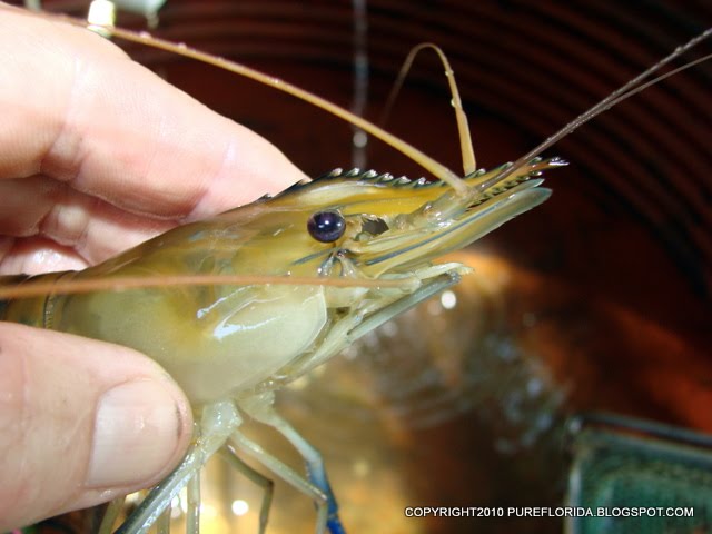 Aquatic courses picture