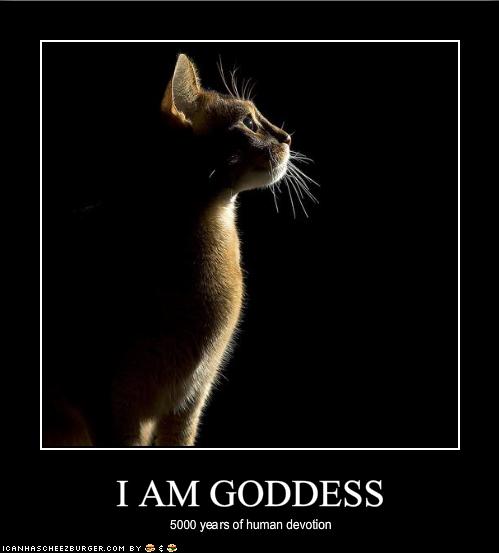 [funny-pictures-cat-might-be-a-goddess.jpg]