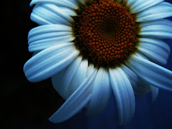 White Beauty