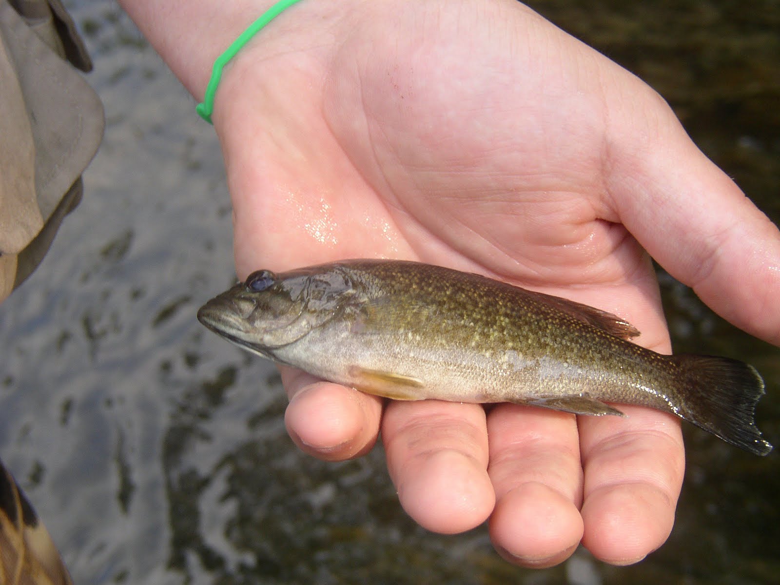 Passinthru Outdoors Penns Creek Trip report