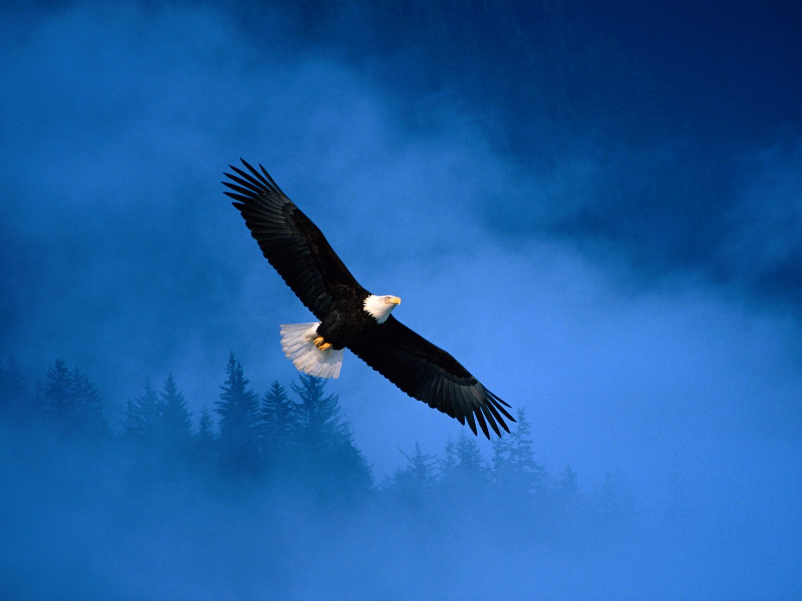 http://2.bp.blogspot.com/_wk_IKE_3S3g/TFBOsJT_7GI/AAAAAAAAADg/MrMdUdUsAU8/s1600/flight-of-freedom-bald-eagle-alaska-pictures.jpg