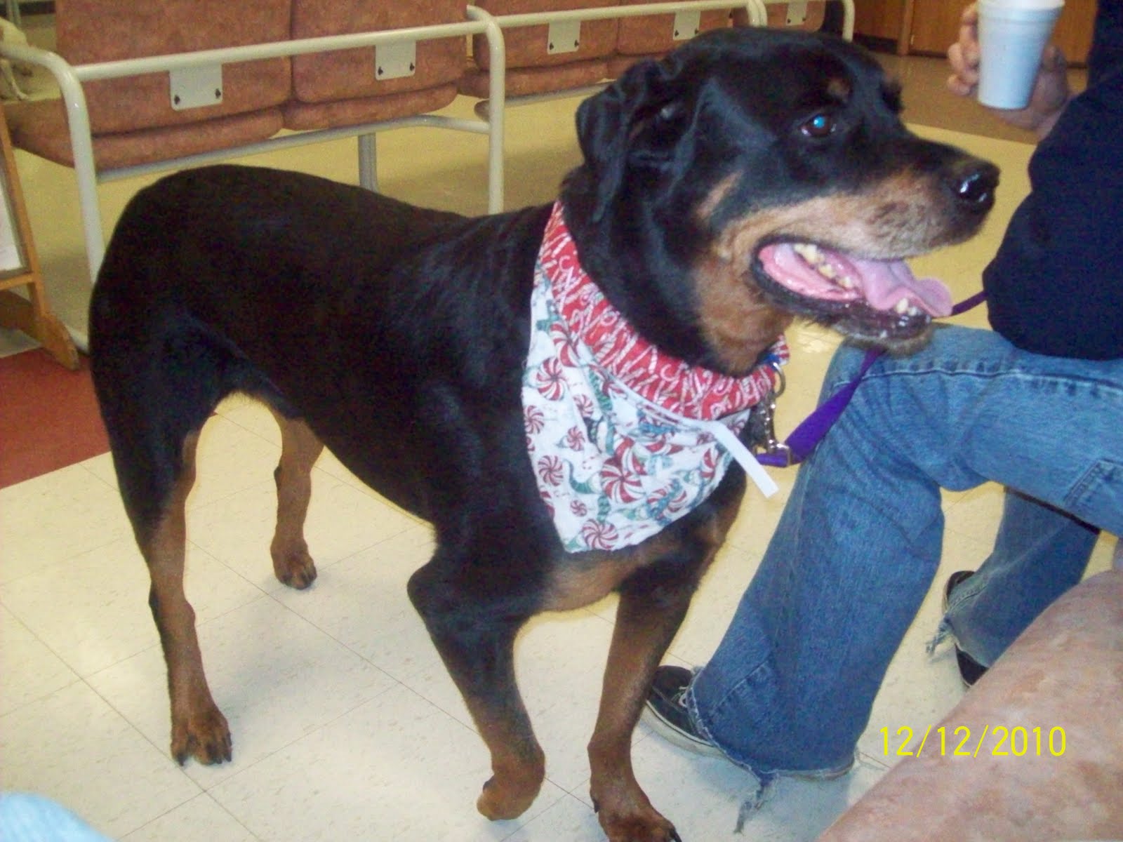 Dog Cancer Our Visit to Colorado State