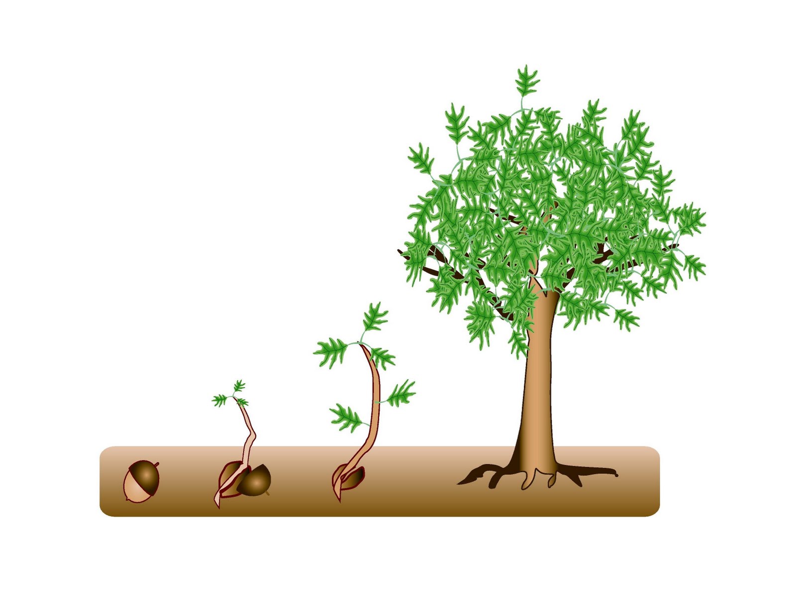 growing tree clipart - photo #41