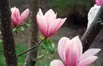 Magnolias at Lanhydrock