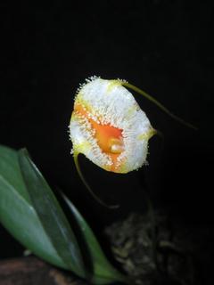 Masdevallia strobelii