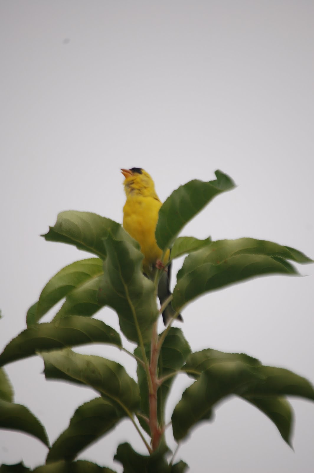 Savoring Servant: Singing Goldfinch