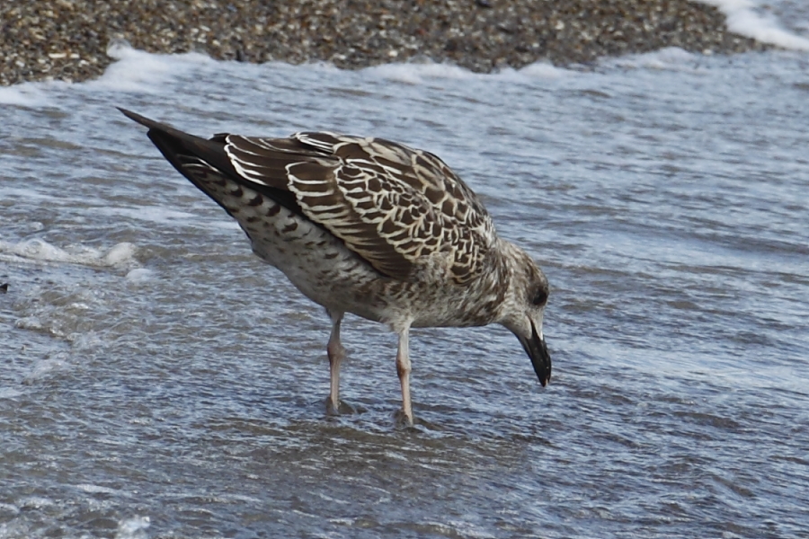 GullDK Lesser Blackbacked Gull (Larus fuscus intermedius), 1cy, 8.9.