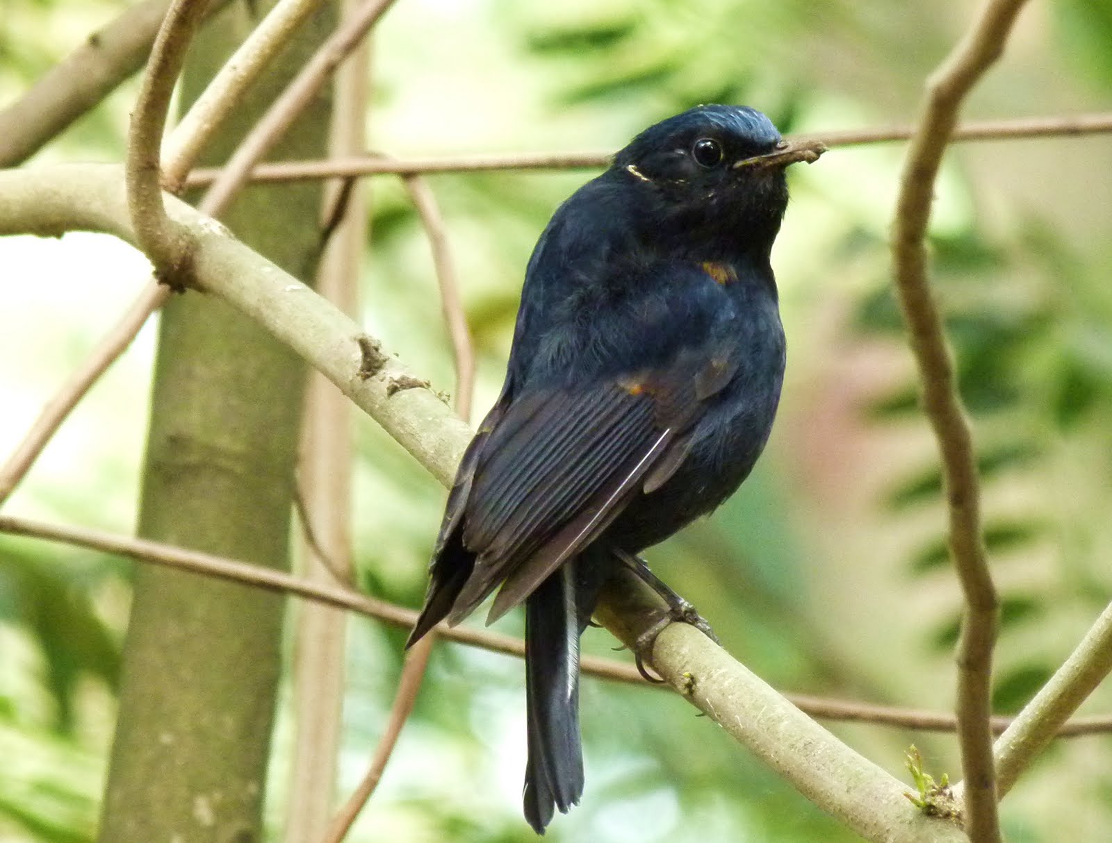 Vietnam Bird News: White-tailed Robin in the city