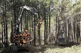 tala de arboles+medio anbiente+ecologia