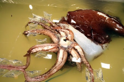 giant squid