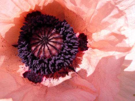 [Knit+Spot+Pink+Poppy.jpg]