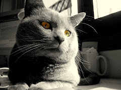 ANIMALES MARAVILLOSOS