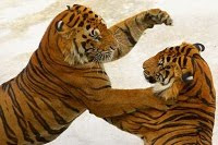 Tigres lutando