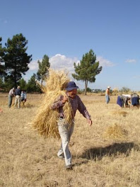 A Ceifa do Trigo